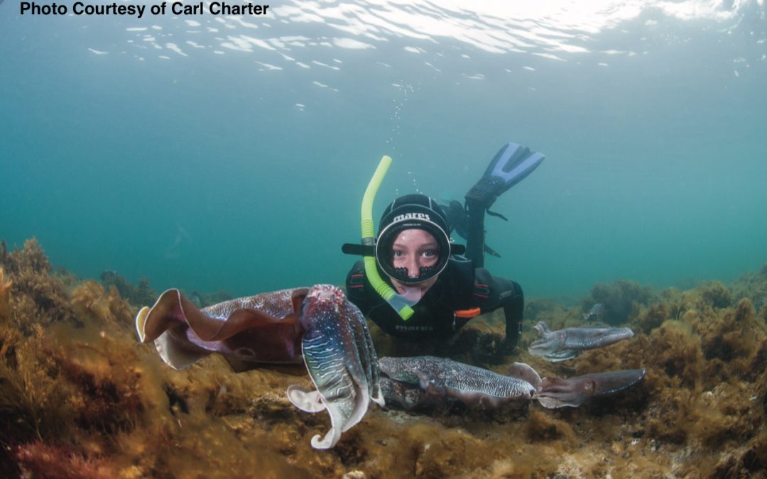 Giant cuttlefish fishing restrictions lifted